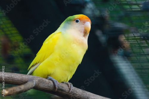 A yellow bird is perched on a branch
