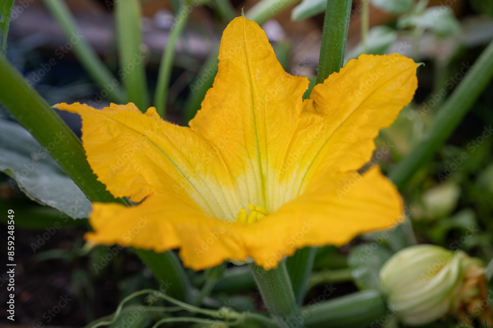 Zucchiniblüte Zucchiniblüte