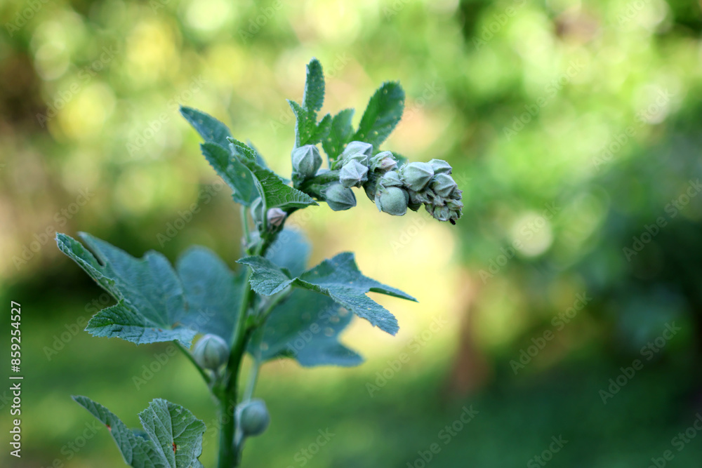 Stem and ovary of mallow flower. Gardening. Stem and ovary of mallow flower. Gardening.