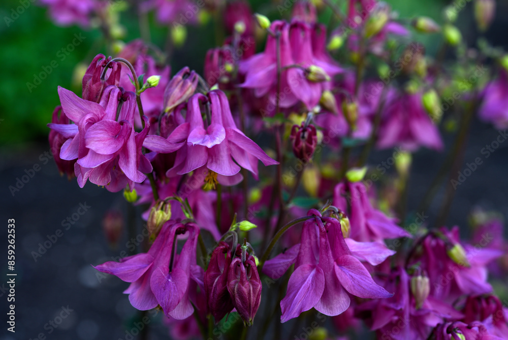 Obraz premium Colorful aquilegia flowers in the summer garden. Beautiful flowers of the catchment area. Ranunculaceae.