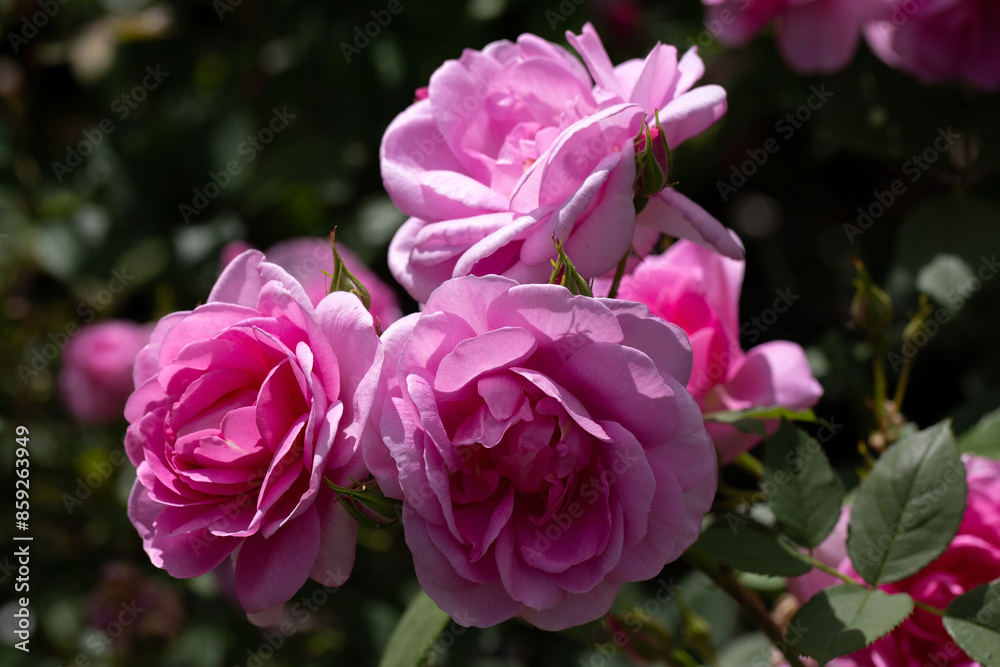 Closeup of flowers of Rosa 'Cariad' in a garden in early summer