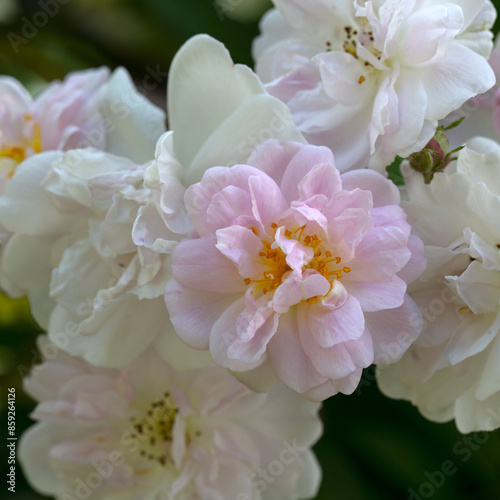 Closeup of flowers of Rosa 'Paul's Himalayan Musk'