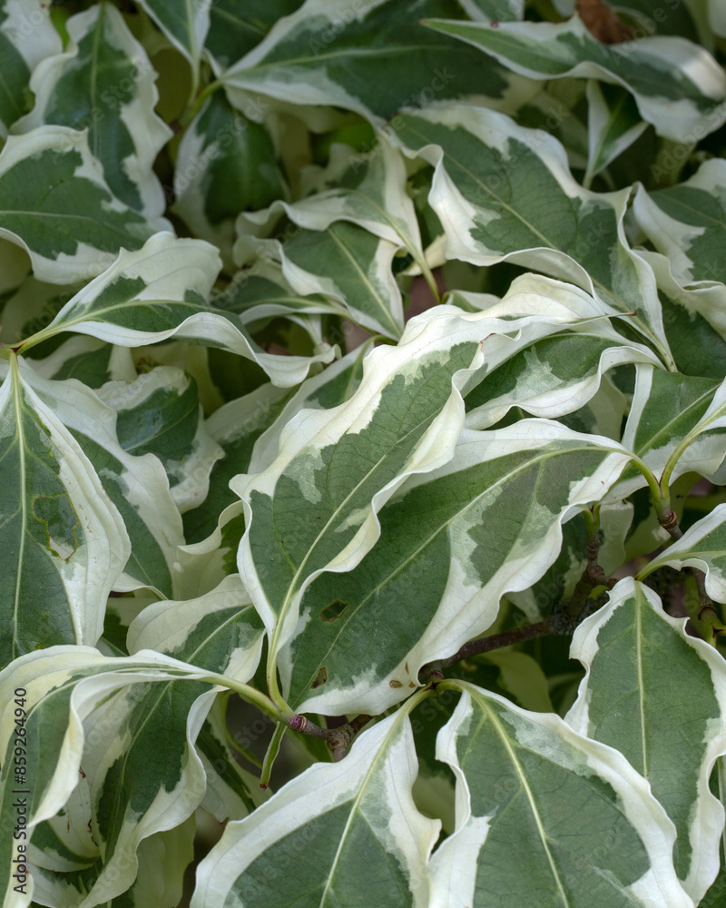 Closeup of leaves of varigated leaves of Cornus kousa 'Wolf Eyes' Closeup of leaves of varigated leaves of Cornus kousa 'Wolf Eyes'