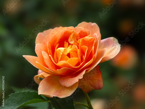Closeup of a single flower of Rosa 'Lady of Shalott' in a garden in early summer