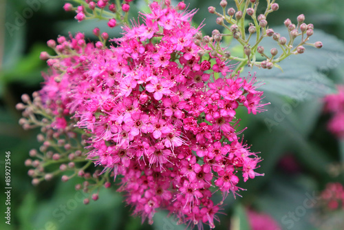 Pink flowers. . Laurustina is a plant belonging to the Adoxaceae family. Viburnum Thymus. Macro photo. photo