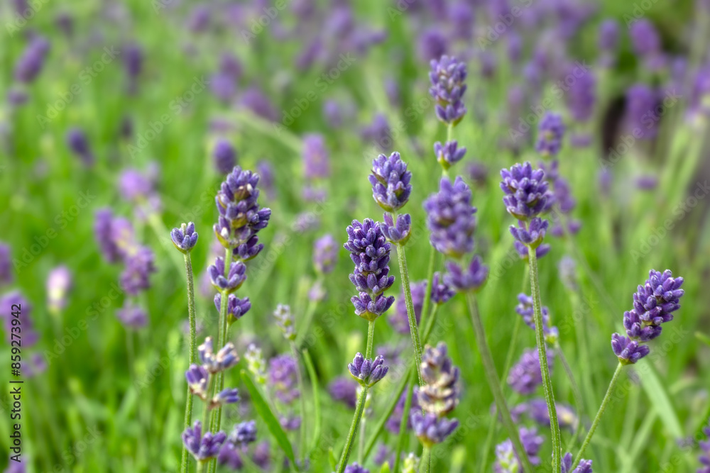 Closeup of flowers of Lavandula angustifolia 'Hidcote' in a garden in early summer Closeup of flowers of Lavandula angustifolia 'Hidcote' in a garden in early summer