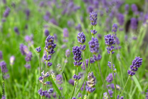 Closeup of flowers of Lavandula angustifolia 'Hidcote' in a garden in early summer