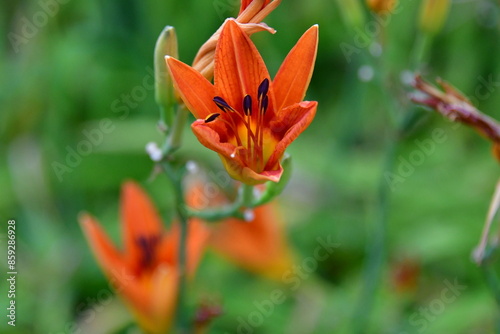 Daylily Bloom