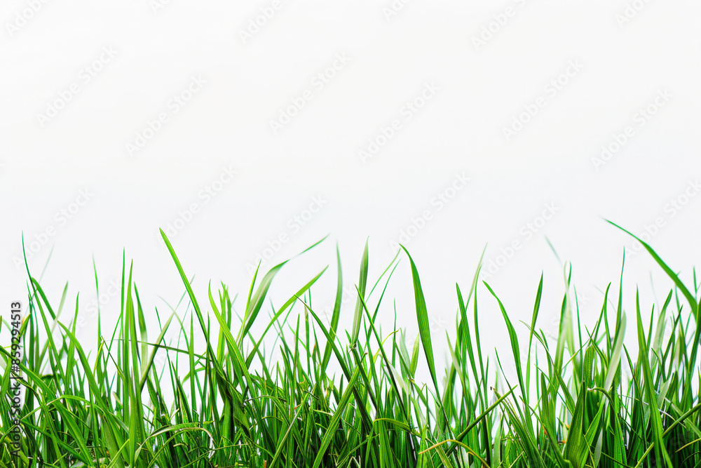 Fototapeta premium Green grass blades are growing over a white background creating a natural border