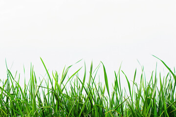 Green grass blades are growing over a white background creating a natural border