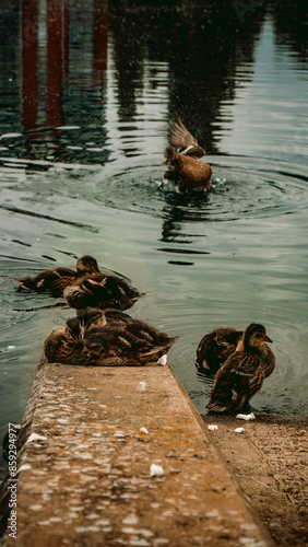 ducks on the water photo