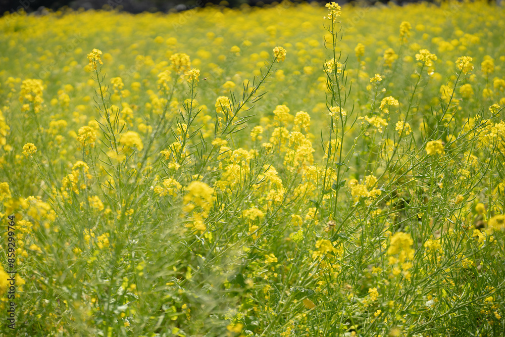 Fototapeta premium 黄金の菜の花畑