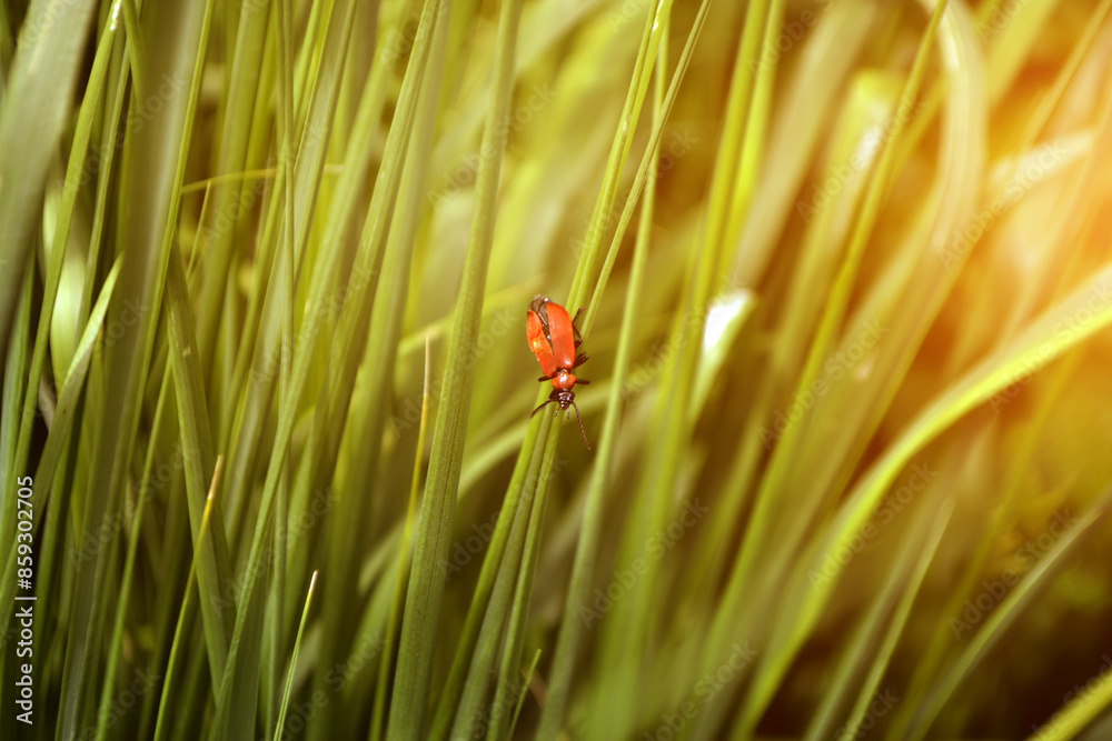 Fototapeta premium Beautiful Lilioceris merdigera on green grass
