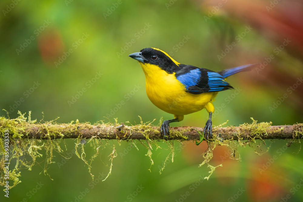 Fototapeta premium The blue-winged mountain tanager (Anisognathus somptuosus) is a species of bird in the family Thraupidae, the tanagers. It is native to South America, where it is found in Bolivia, Colombia, Ecuador, 