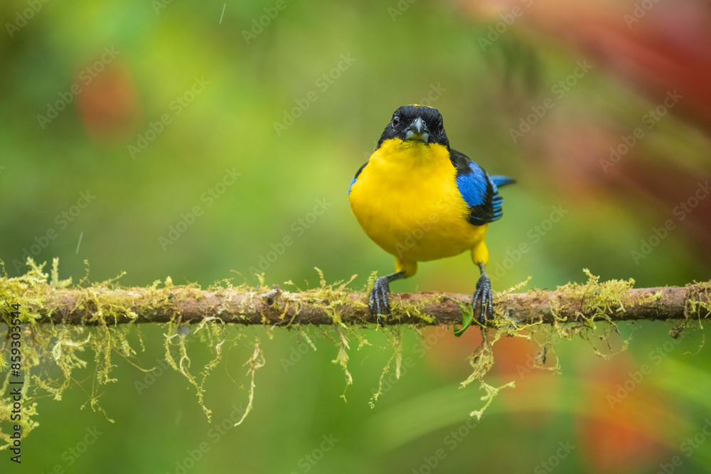 Obraz premium The blue-winged mountain tanager (Anisognathus somptuosus) is a species of bird in the family Thraupidae, the tanagers. It is native to South America, where it is found in Bolivia, Colombia, Ecuador, 