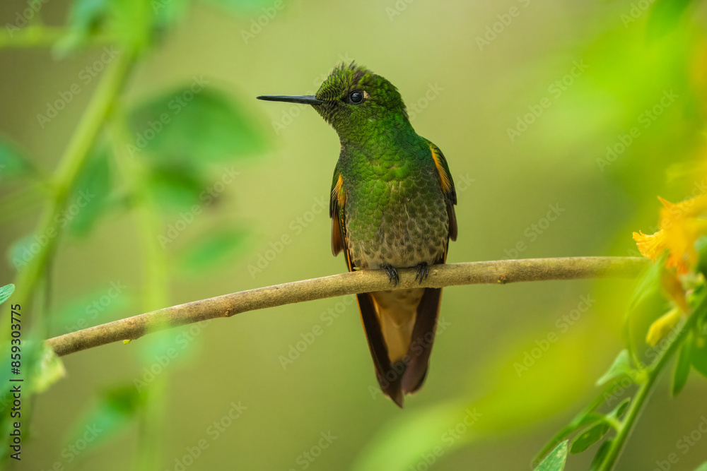 Fototapeta premium Buff-tailed coronet (Boissonneaua flavescens), on branch, 4K resolution, best Ecuador humminbirds, colibri 
