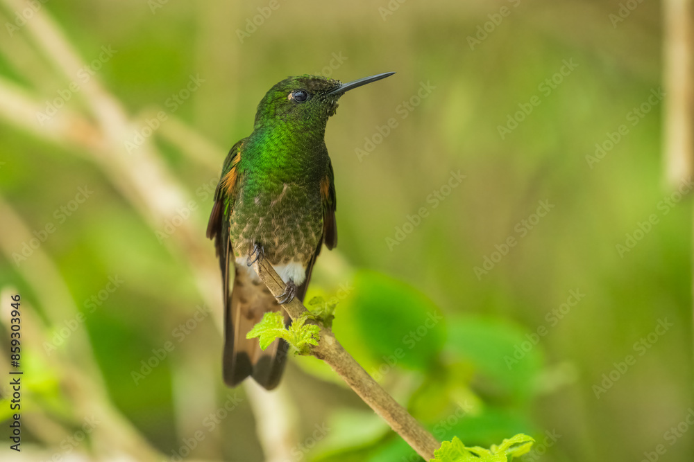 Fototapeta premium Buff-tailed coronet (Boissonneaua flavescens), on branch, 4K resolution, best Ecuador humminbirds, colibri 