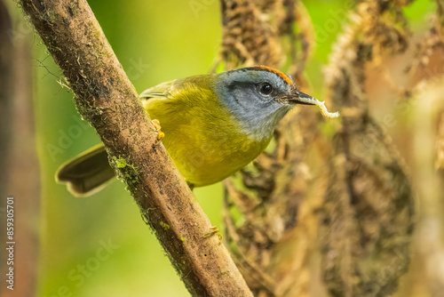 Russet-crowned Warbler, Myiothlypis coronata, cute shy colored warbler from Andean slopes of South America, Wild Sumaco lodge, Ecuador. photo