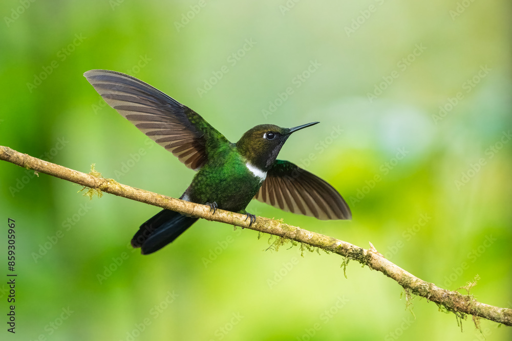 Fototapeta premium Gorgeted Sunangel, Heliangelus strophianus, hummingbird from Mindo forest, Bellavista, Ecuador. Wildlife scene from nature. Birdwatching 
