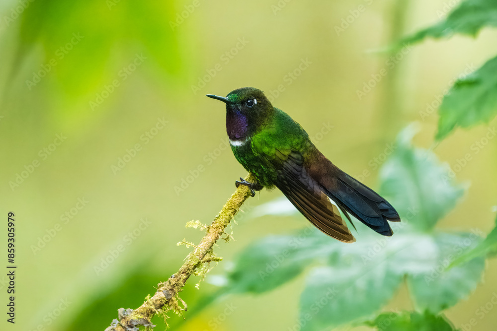 Fototapeta premium Gorgeted Sunangel, Heliangelus strophianus, hummingbird from Mindo forest, Bellavista, Ecuador. Wildlife scene from nature. Birdwatching 
