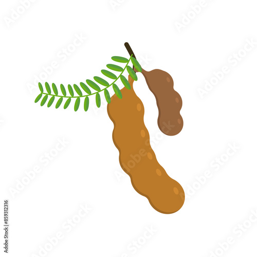 tamarind flat design vector illustration isolated on white background. Flavor spices and herbs menu template collection. Ripe brown tamarindus indica icon for package design. tropical exotic fruits