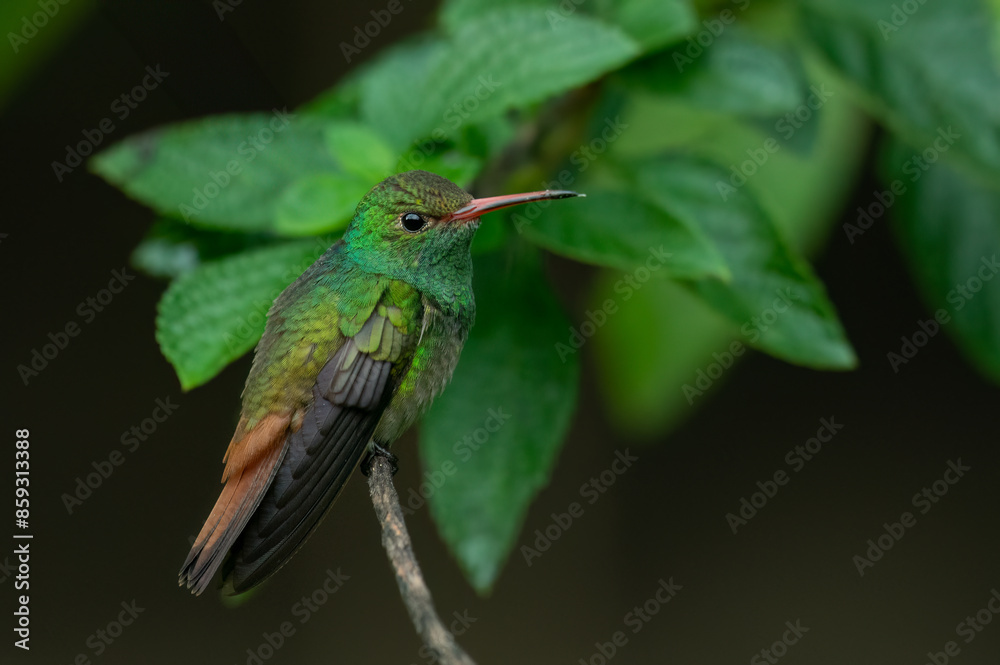 Fototapeta premium Bronze-tailed plumeleteer (Chalybura urochrysia) on a perch, costa Rica