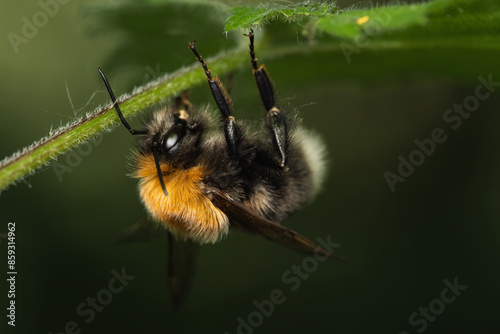 Close up of a sleeping tree bumblebee (Bombus hypnorum), UK photo