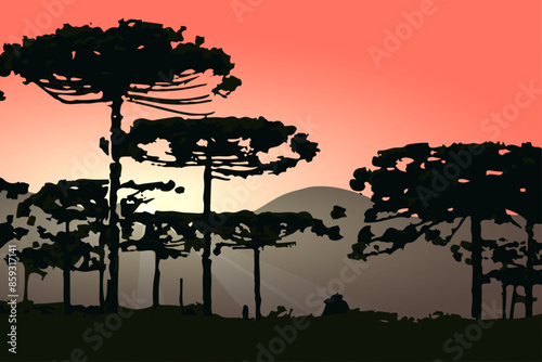 Araucaria, Brazilian pine, illustration of pine trees native to the southern region of Brazil with a beautiful sunset in the background.