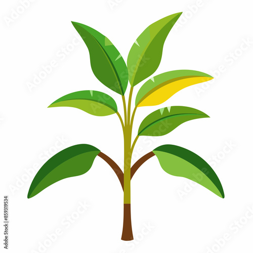 vector illustration of a banana tree