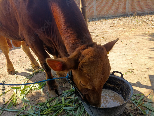 Feed the brown hair cow on a traditional farm