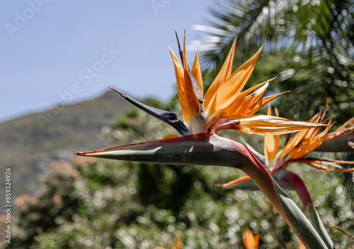 Foto Most unusual flower Strelitzia reginae, Paradise Bird flower against the backdrop of hill and blue sky