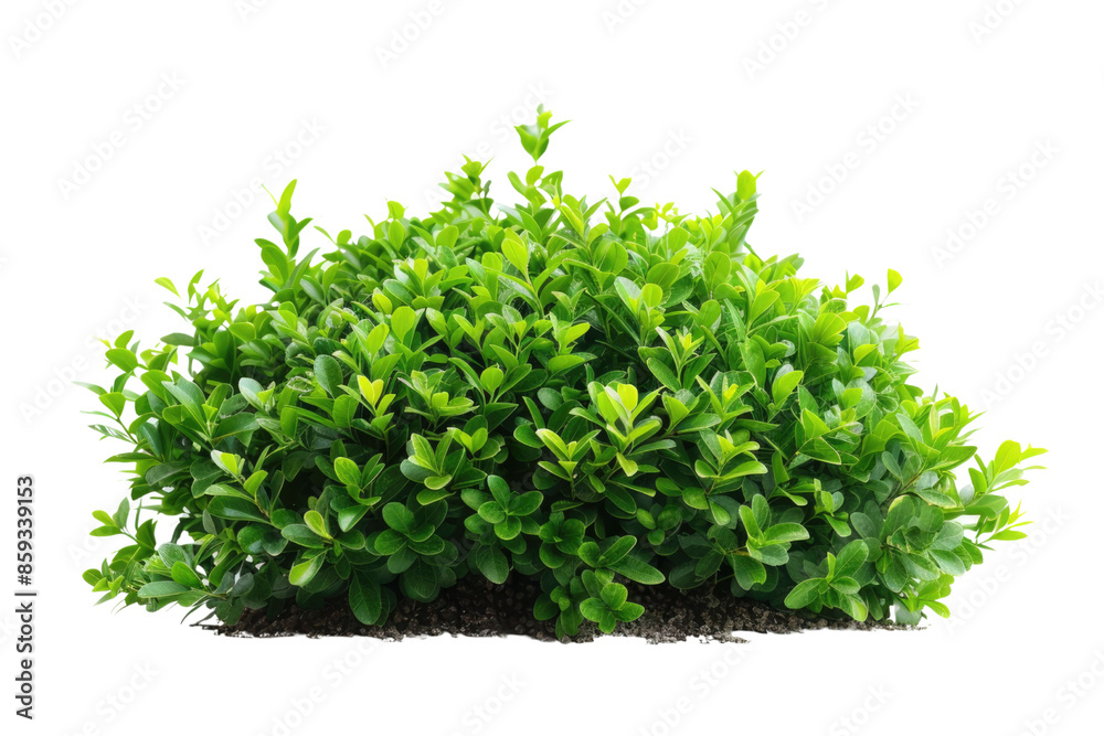 green bush isolated on white background. PNG green bush isolated on white background. PNG