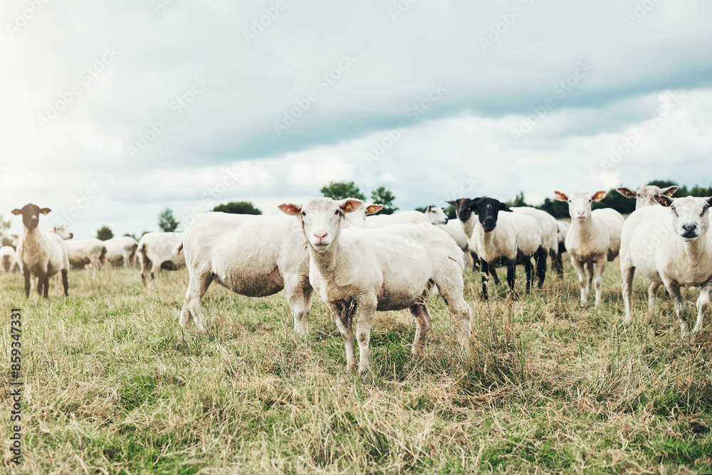 Farming, field and group of sheep in countryside for sustainable business, wool production and agro industry. Nature, grass and animals on morning walk for grazing, growth and healthy development Farming, field and group of sheep in countryside for sustainable business, wool production and agro industry. Nature, grass and animals on morning walk for grazing, growth and healthy development
