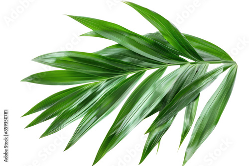Green leaves of palm tree isolated on white background with cut path