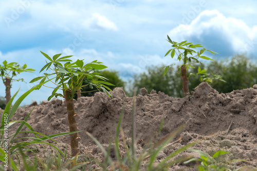 Cassava tree planted in pieces on the ground. A few branches and green leaves emerged. Cassava cultivation agricultural background picture. Under blue sky and whtie clouds. photo