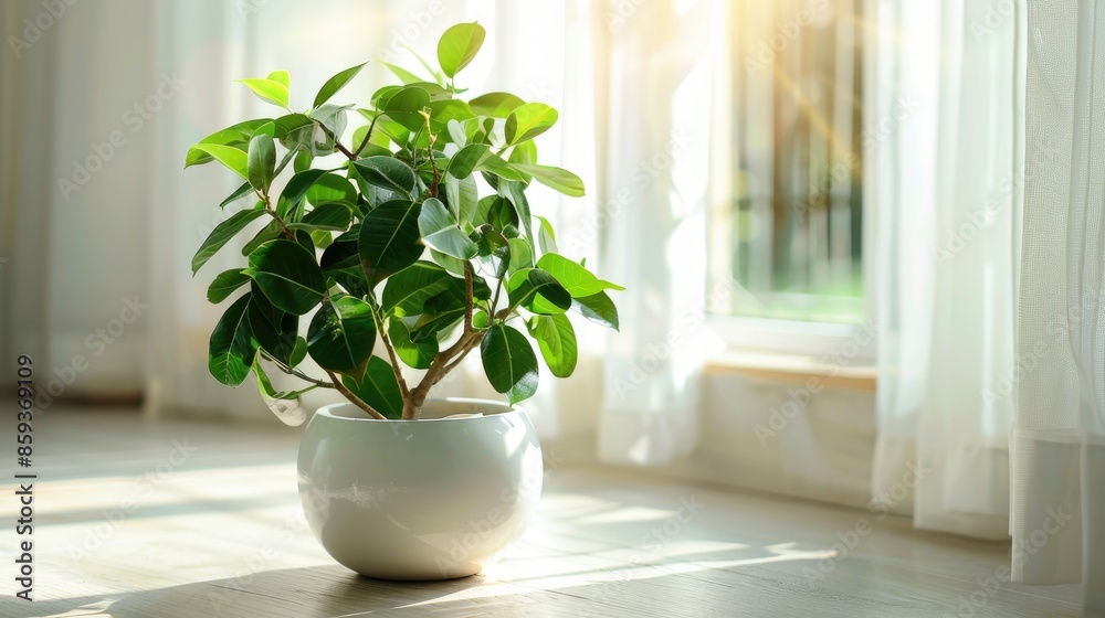 plant in a vase plant in a vase