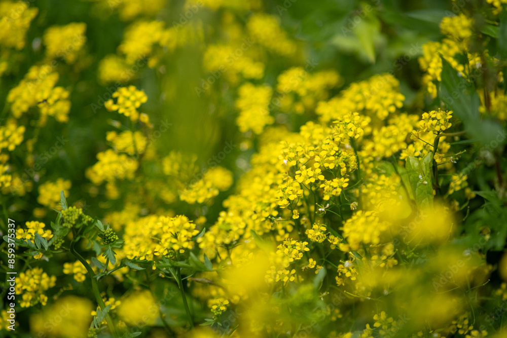 Fototapeta premium yellow flowers in the meadow
