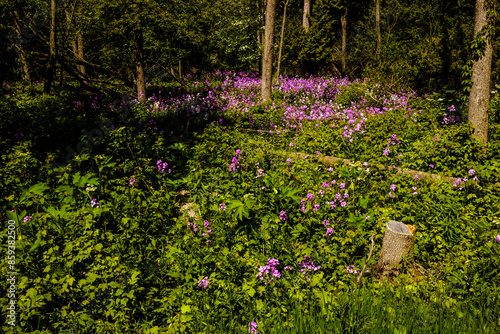 Wallpaper Mural Dame's Rocket growing thick in the oopening of the woods at Harrington Beach State Park, Belgium, Wisconsin in early June Torontodigital.ca