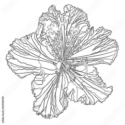 Flower rhododendron mountain shrub  outline on a white background  vintage bloom five vector illustration editable hand draw