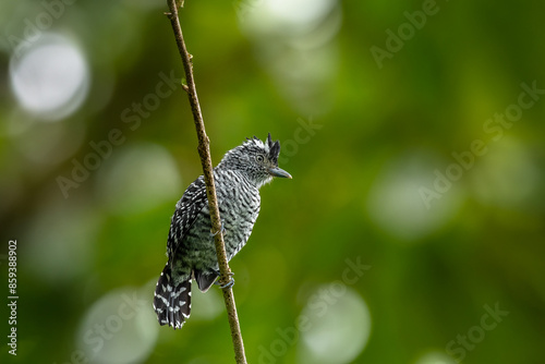 Barred Antshrike - Thamnophilus doliatus in Costa Rica photo