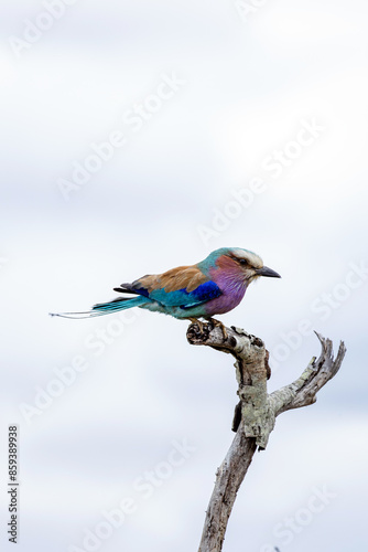 Side view of European roller, colorful Bird on dry branch, sky background. South Africa, Kruger National Park safari. small colorful bird. Wildlife animal wallpaper. Common Roller, Coracias garrulus