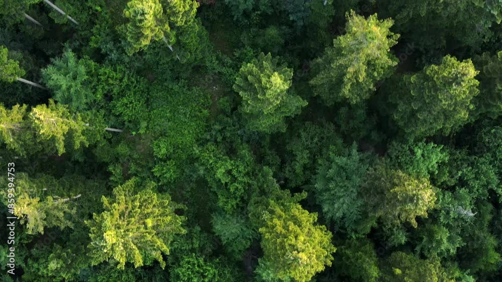 Aerial view of amazing forest in warm summer sunlight. Drone shot flying over spruce conifer treetops, nature background footage. Bird's eye view of beautiful green trees Aerial view of amazing forest in warm summer sunlight. Drone shot flying over spruce conifer treetops, nature background footage. Bird's eye view of beautiful green trees