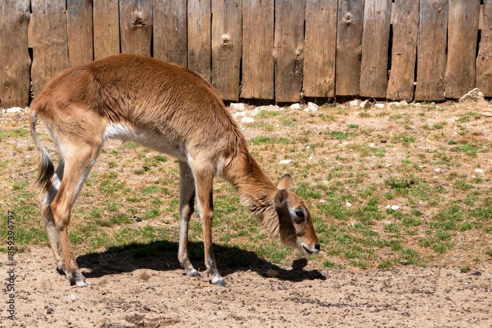 Young antelope on the background of a wooden fence in the zoo Young antelope on the background of a wooden fence in the zoo