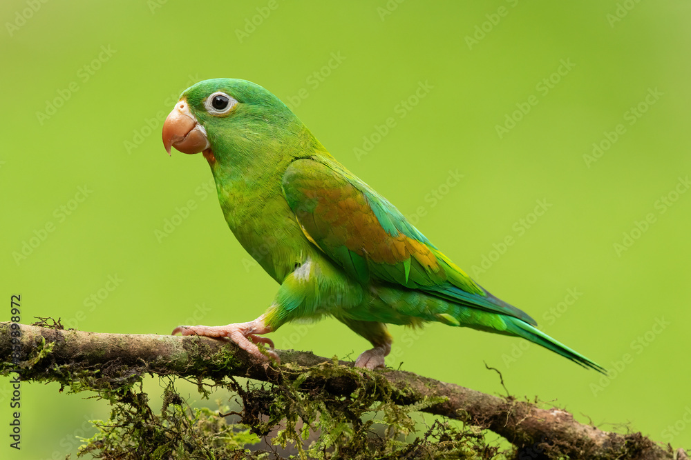 Orange-chinned Parakeet Brotogeris jugularis in Costa Rica