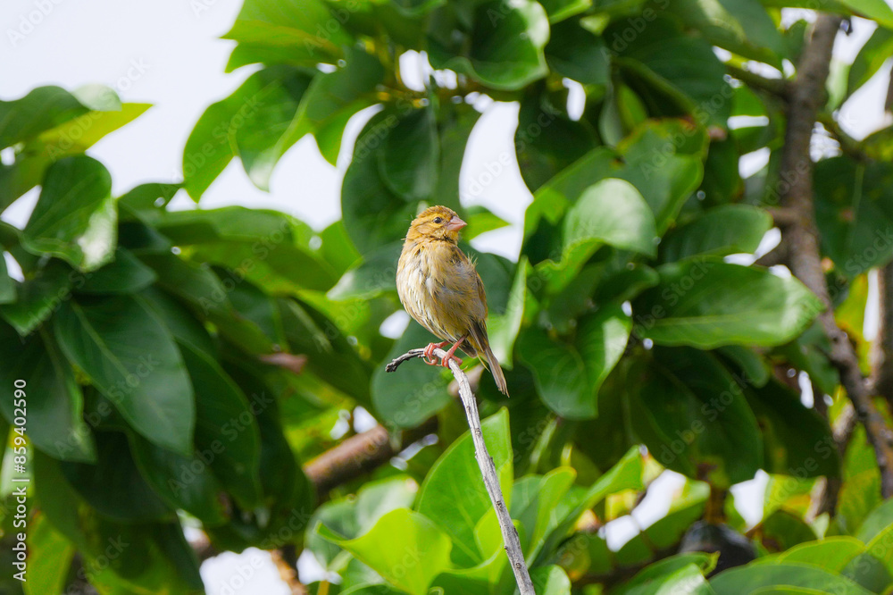 Obraz premium Mauritius yellow Fody bird perching on branch of avocado tree