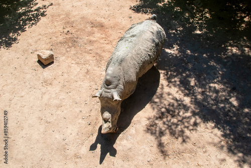 Hippopotamus in the zoo, close-up of photo photo