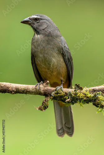 Grayish saltator, Saltator coerulescens, sitting on a branch photo