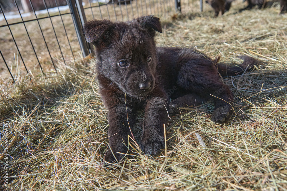 Beautiful German Shepherd puppies playing in their enclosure on a sunny spring day on a farm in Skaraborg Sweden Beautiful German Shepherd puppies playing in their enclosure on a sunny spring day on a farm in Skaraborg Sweden