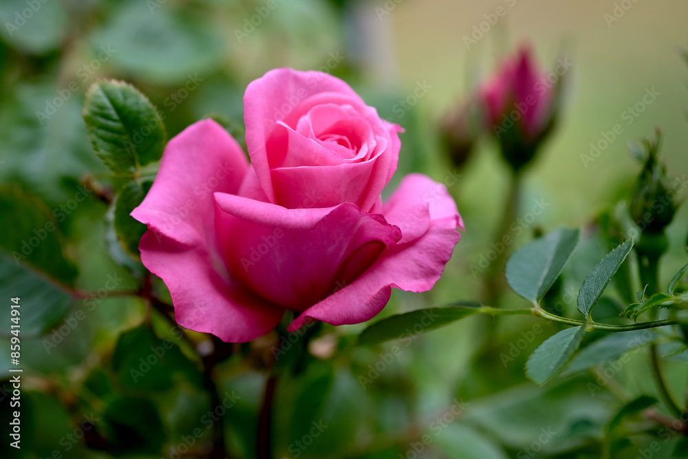 Macro blooming pink rose close up. Pink rose head blooming. Macro blooming pink rose close up. Pink rose head blooming.