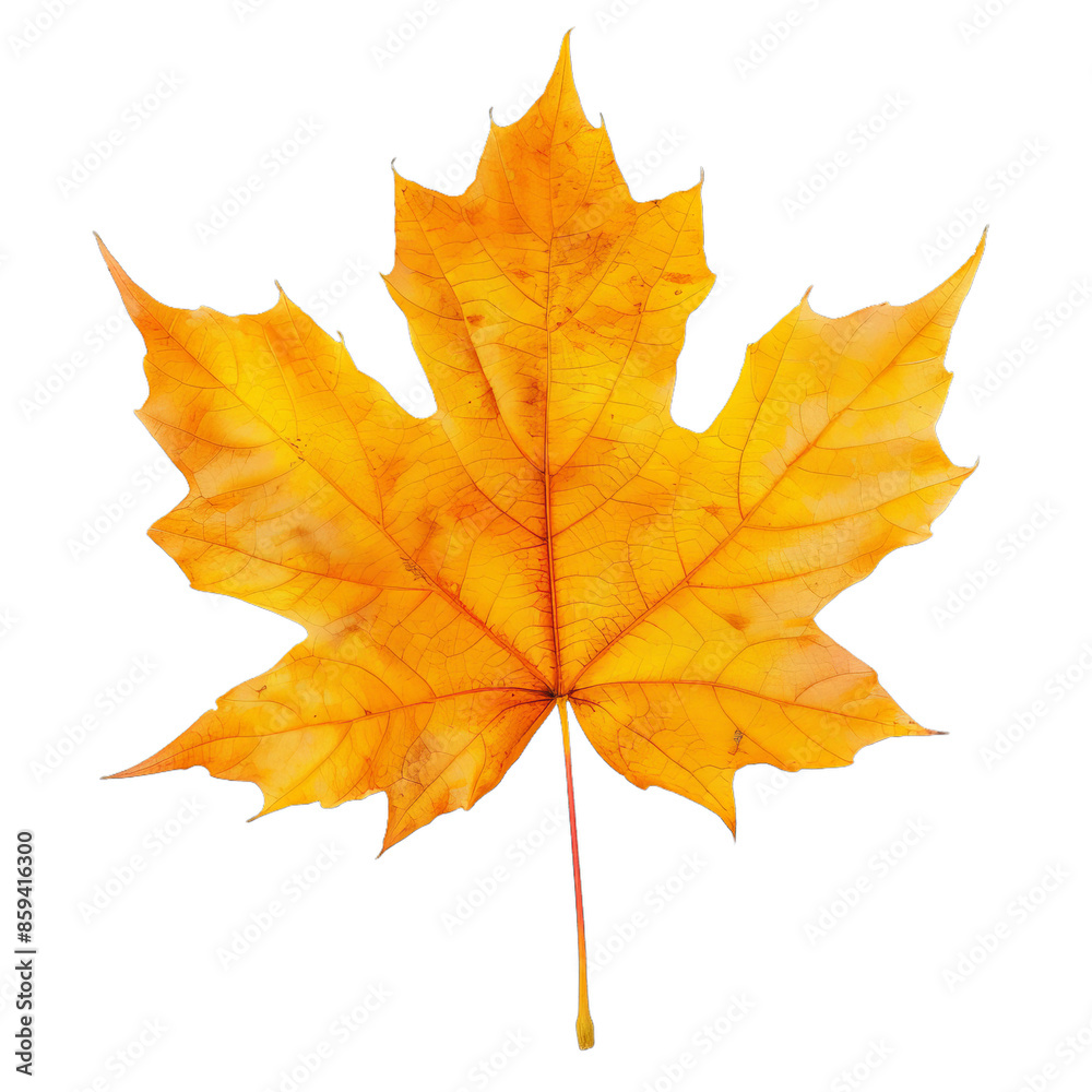 Autumn orange maple leaf with a brown tip on transparent background. Autumn orange maple leaf with a brown tip on transparent background.